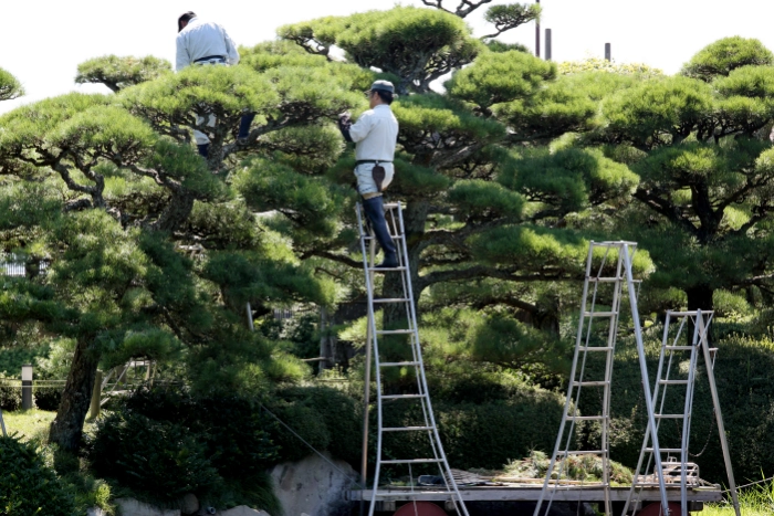 剪定をする庭師