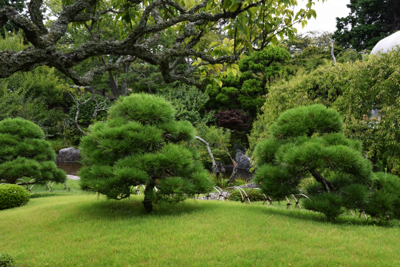 樹木を備えた日本庭園