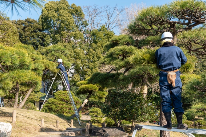 剪定をする人